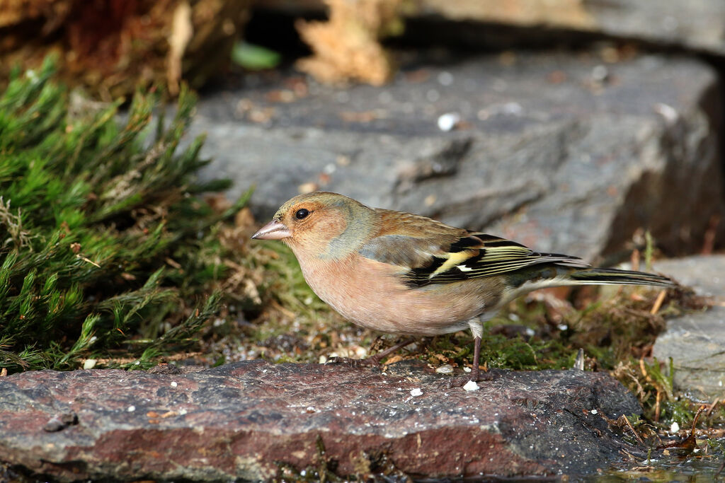 Common Chaffinch