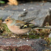 Common Chaffinch