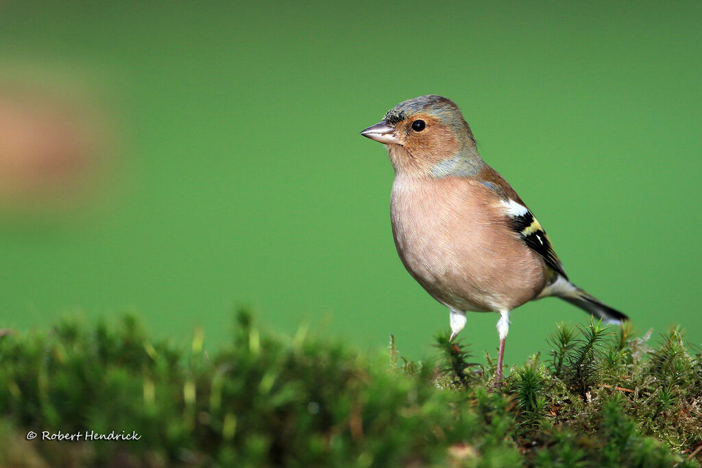 Common Chaffinch