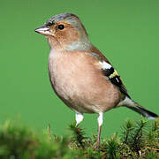 Eurasian Chaffinch