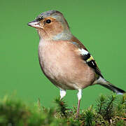 Common Chaffinch