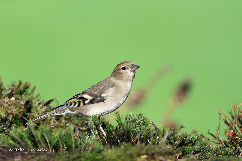 Eurasian Chaffinch