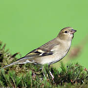 Eurasian Chaffinch