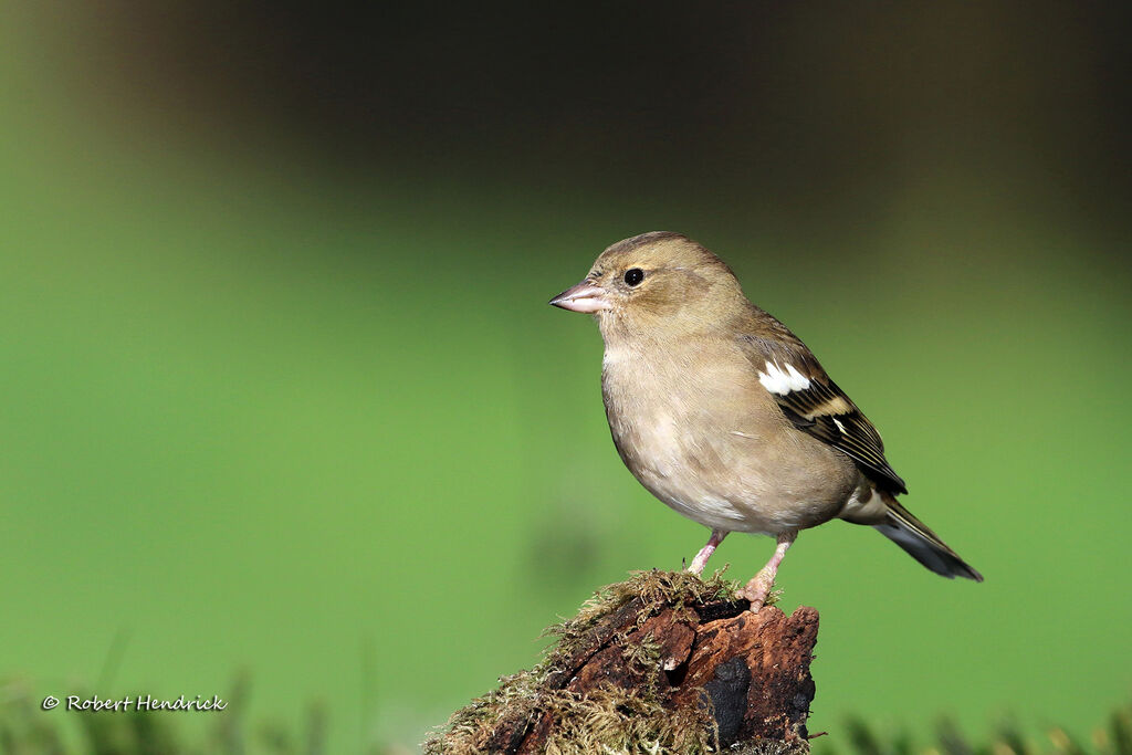 Common Chaffinch