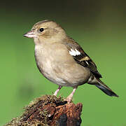 Eurasian Chaffinch