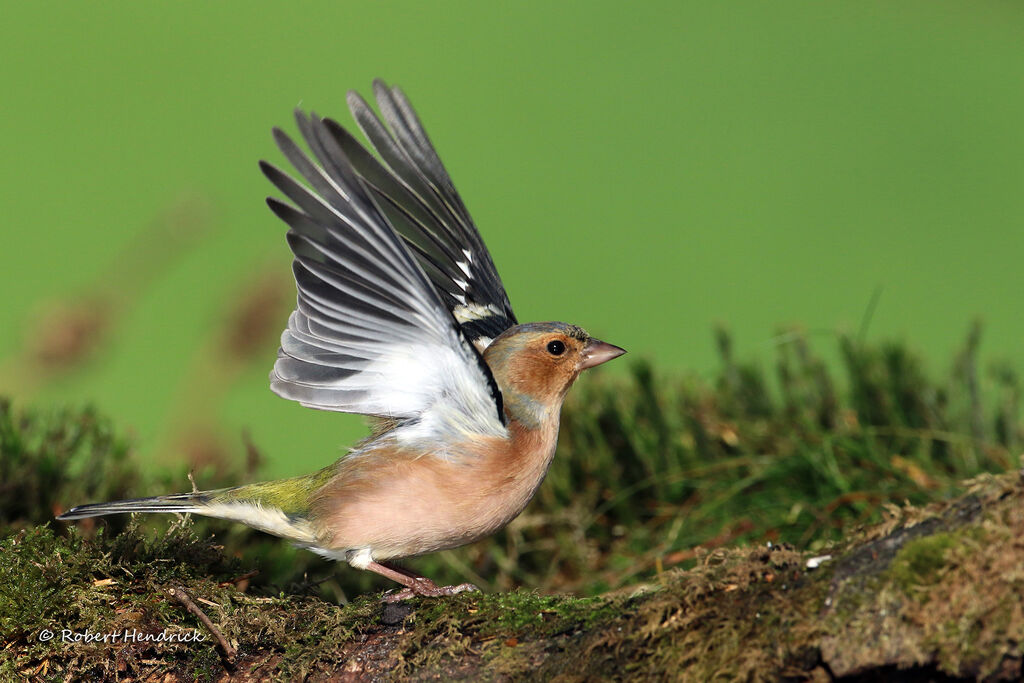 Eurasian Chaffinch