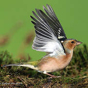 Eurasian Chaffinch