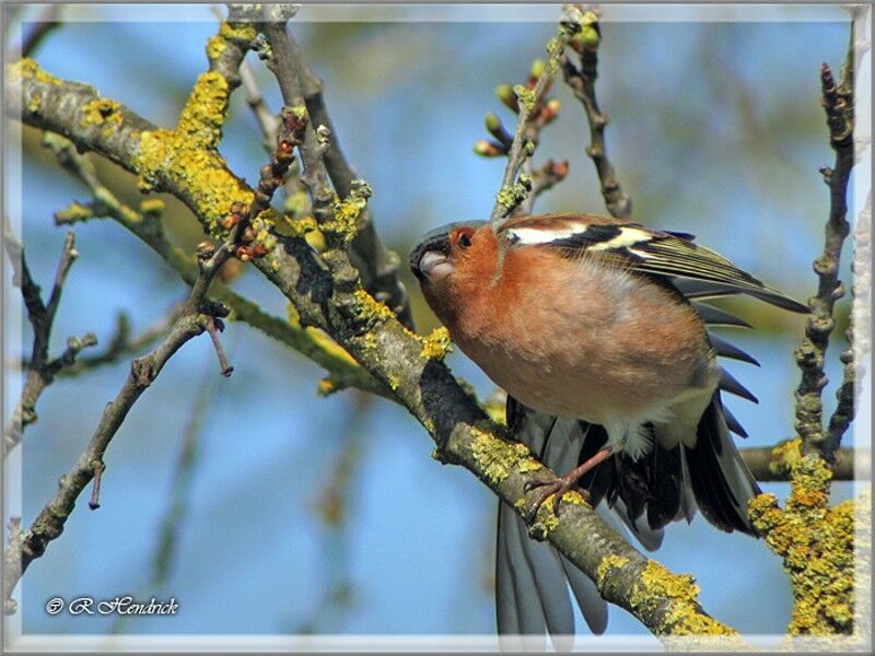 Common Chaffinch