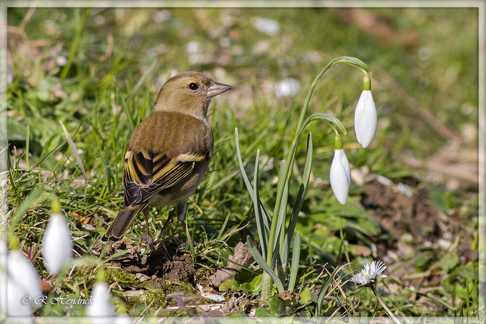 Common Chaffinch