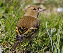 Common Chaffinch