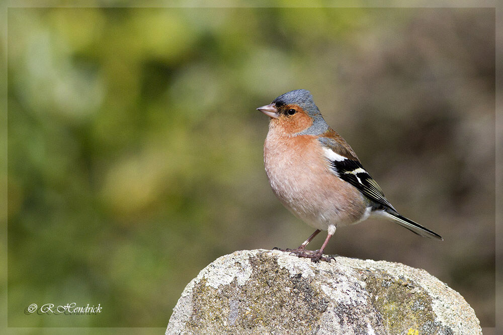 Eurasian Chaffinch