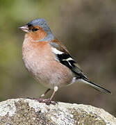 Eurasian Chaffinch