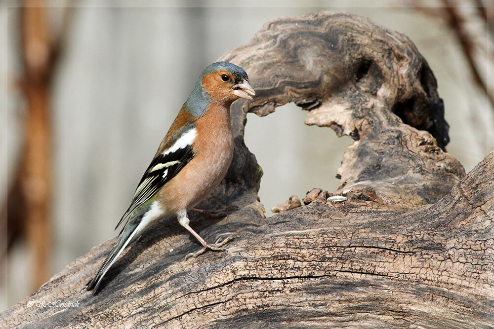 Eurasian Chaffinch