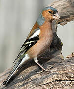 Eurasian Chaffinch