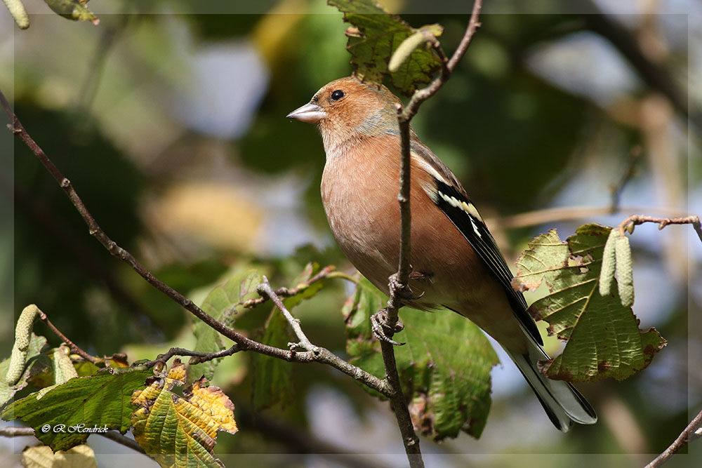 Common Chaffinch