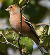 Common Chaffinch