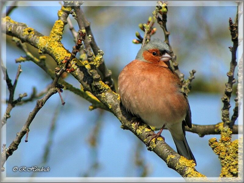 Eurasian Chaffinch