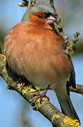 Eurasian Chaffinch