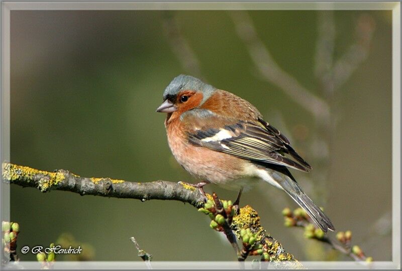 Common Chaffinch