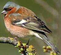 Eurasian Chaffinch