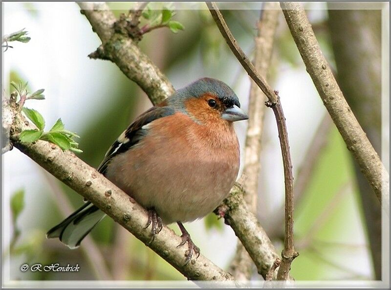 Common Chaffinch