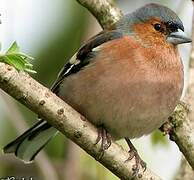 Eurasian Chaffinch