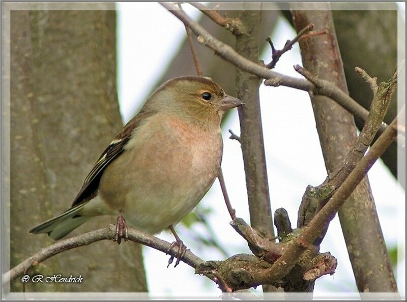 Common Chaffinch