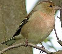 Common Chaffinch