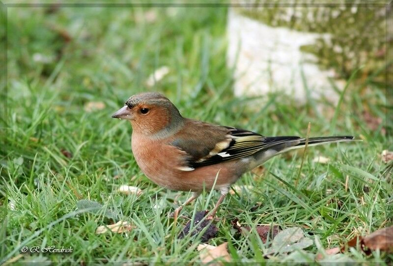 Eurasian Chaffinch