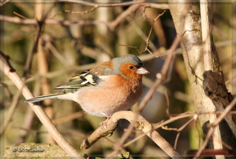 Eurasian Chaffinch