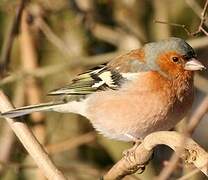 Eurasian Chaffinch