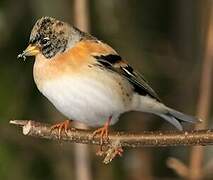 Brambling