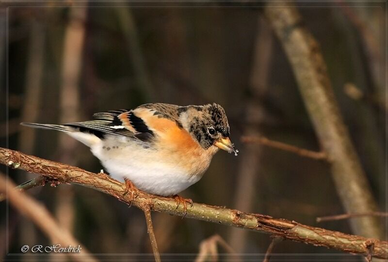 Brambling