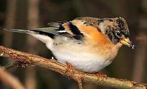 Brambling