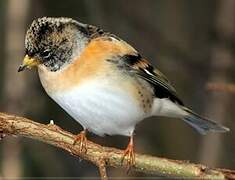 Brambling