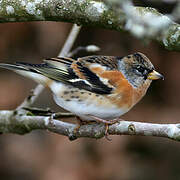 Brambling