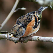 Brambling