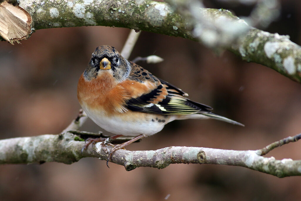 Brambling