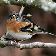 Brambling