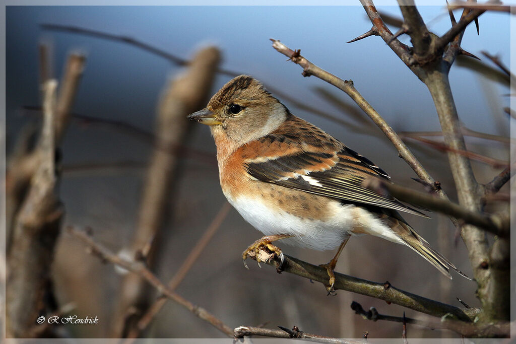 Brambling