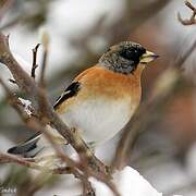 Brambling