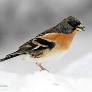 Brambling
