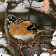 Brambling