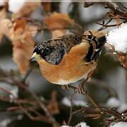 Brambling