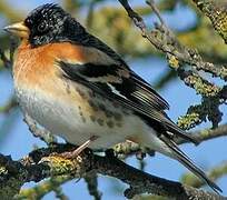 Brambling