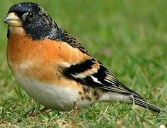 Brambling