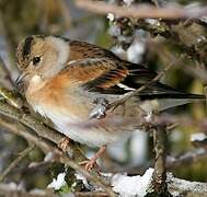 Brambling