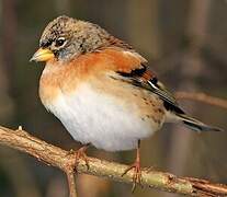 Brambling