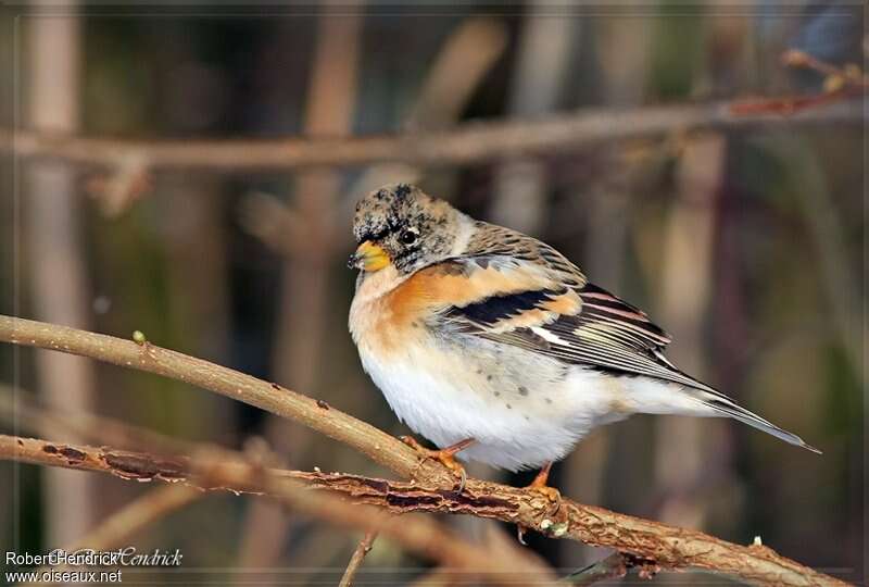 Brambling male adult post breeding, identification