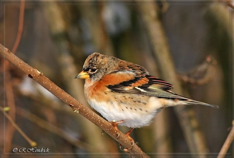 Brambling